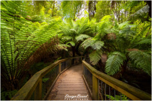 Maits Rest Rainforest Walk, Victoria, Australia - DesignBoard Photography